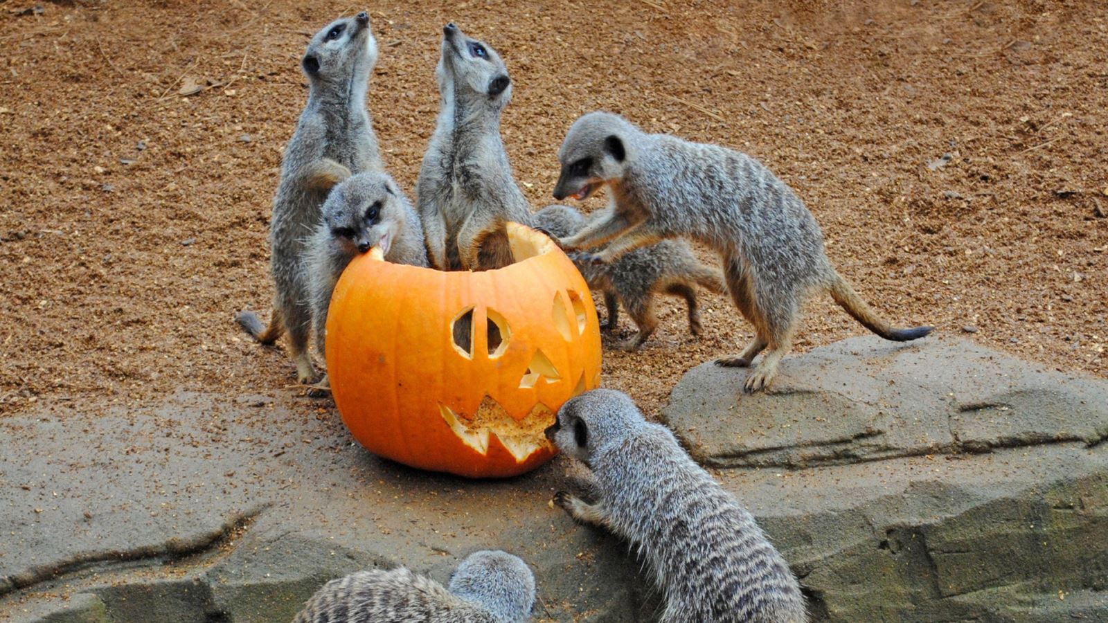 Meerkats eating out of a carved pumpkin at Colchester Zoo 